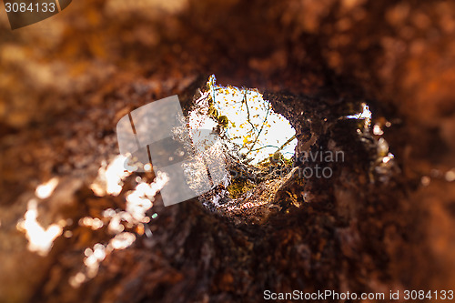 Image of Hollow maple tree