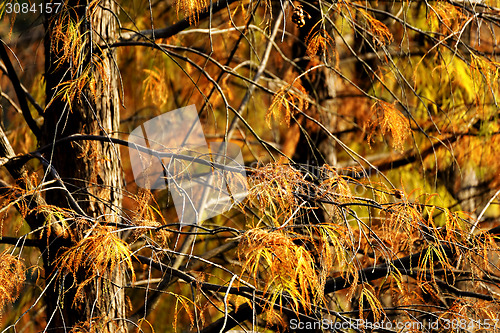 Image of Gold Autumn