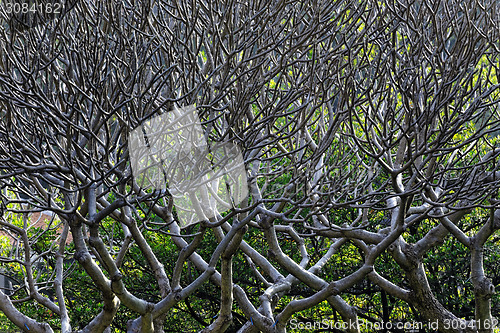 Image of Close Up of tree branches without leaves die a horrible drought.