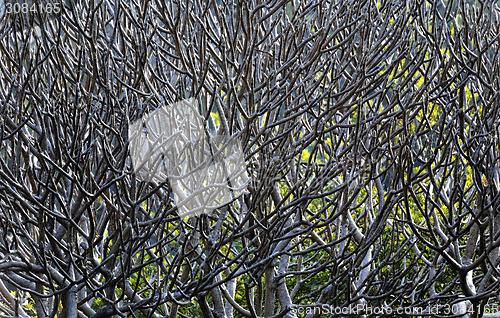 Image of Close Up of tree branches without leaves die a horrible drought.