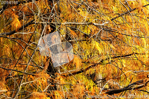 Image of Gold Autumn