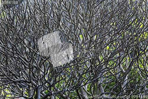 Image of Close Up of tree branches without leaves die a horrible drought.