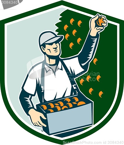 Image of Fruit Picker Worker Picking Plum Shield