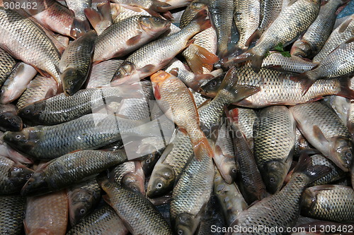 Image of Fresh fish at market
