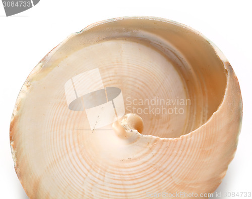 Image of shell