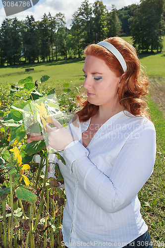 Image of Obese redhead woman in a sunflower field.