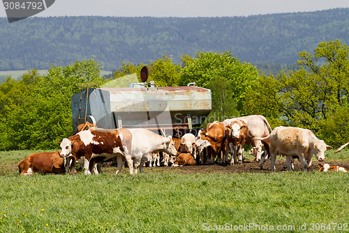 Image of Herd of cows at spring green field 