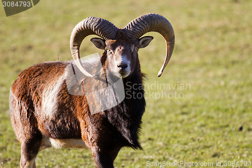 Image of Mouflon