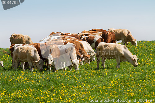 Image of Herd of cows at spring green field 