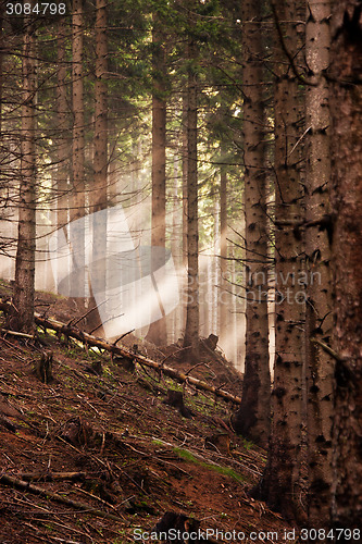 Image of Coniferous forest early in the morning