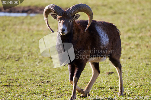 Image of Mouflon