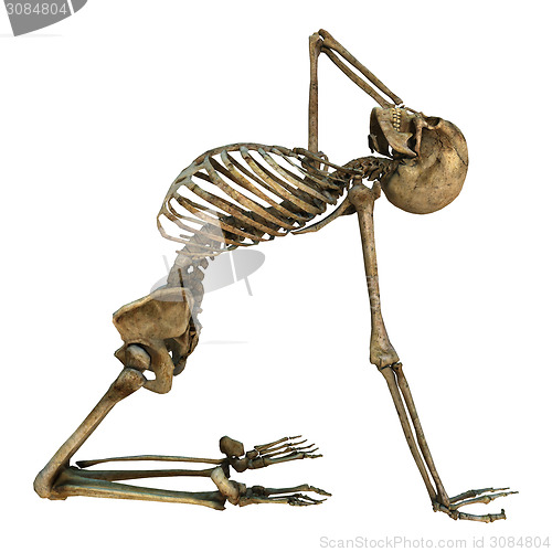 Image of Human Skeleton