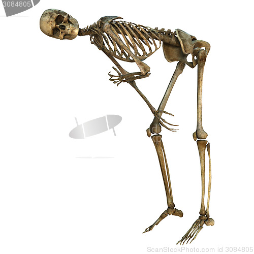 Image of Human Skeleton