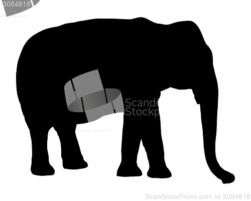 Image of Elephant on white