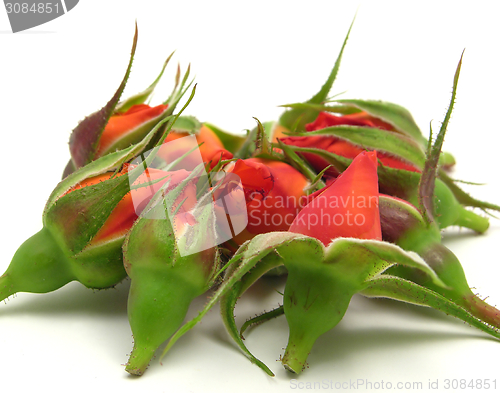 Image of Many rose buds arranged together on white