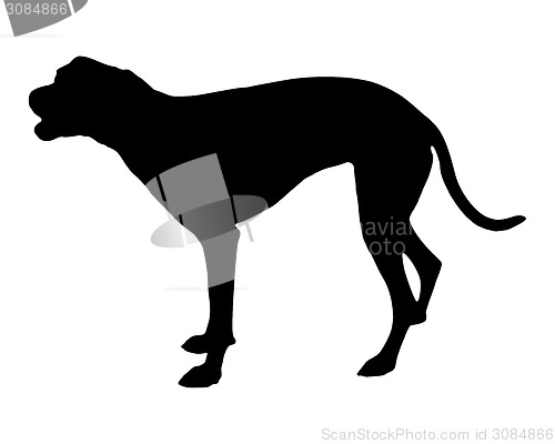 Image of Barking dog