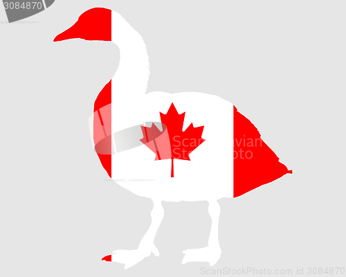 Image of Canada goose 