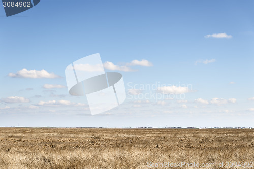 Image of Dune grass with blue sky