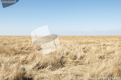 Image of Dune grass with blue sky