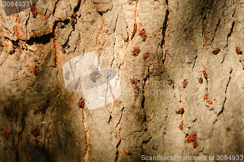 Image of Grunge wood texture with bugs