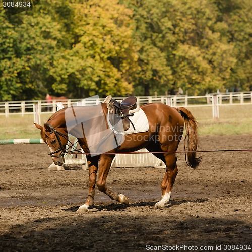 Image of portrait of red horse