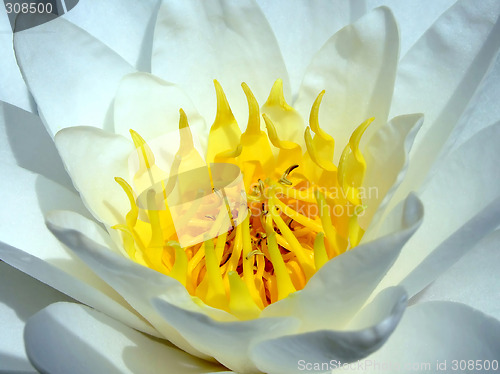 Image of Water lotus