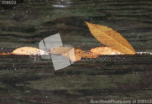 Image of Rain Drops Falling on Leaves