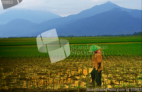 Image of A Farmer