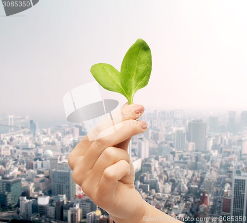 Image of close up of woman hand with green sprout