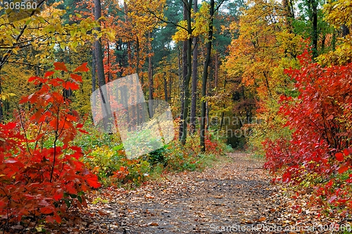 Image of Autumn in Forest