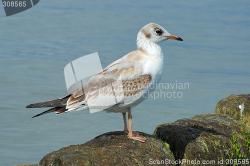 Image of Seagull