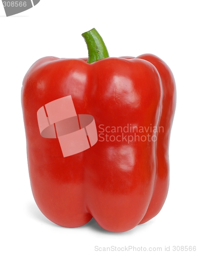 Image of Pepper