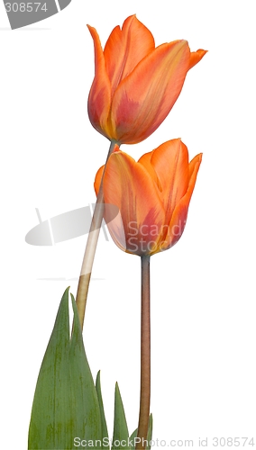Image of Tulips