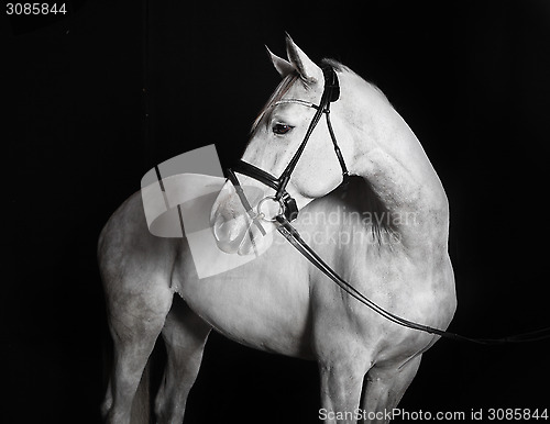 Image of Holsteiner horse white against a black background