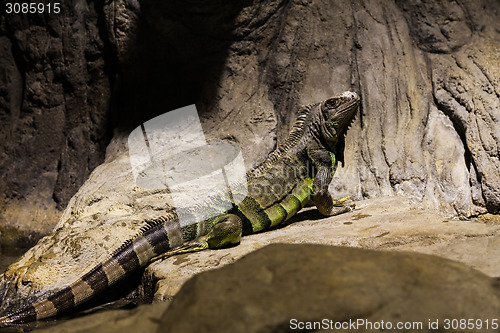 Image of Green Iguana