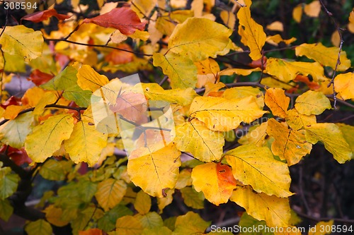 Image of Autumn Branch