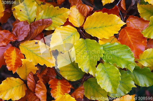 Image of Colorful Leaves