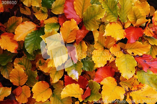 Image of Autumnal Colorful Leaves