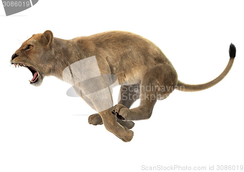 Image of Hunting Lioness