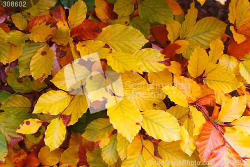 Image of Autumnal Background
