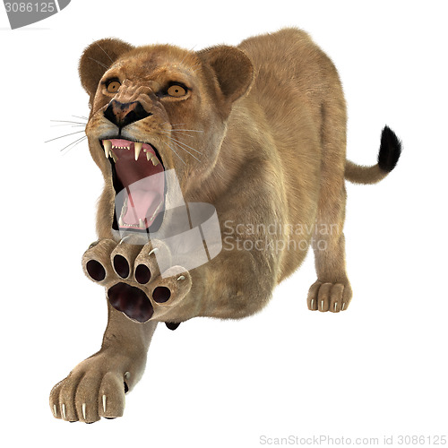 Image of Angry Lioness