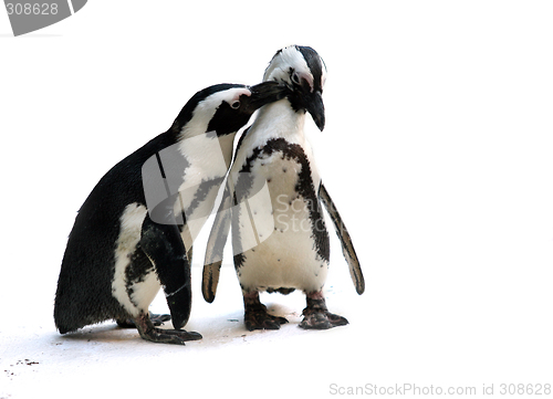 Image of Penguin couple