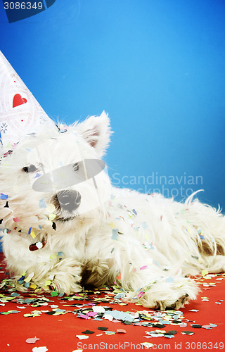 Image of Dog party