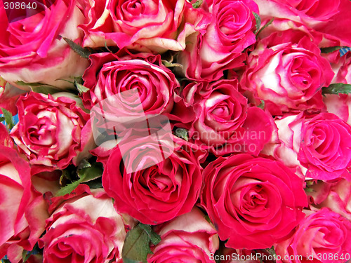 Image of Pink roses