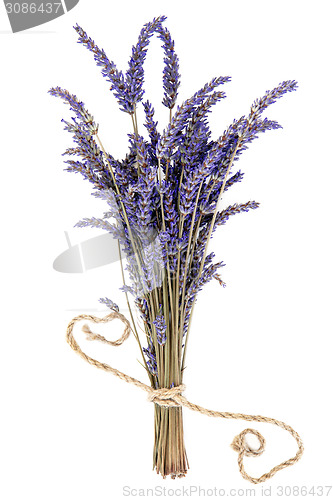 Image of Lavender Herb Flowers