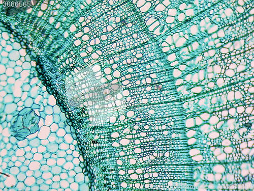 Image of Tilia stem micrograph