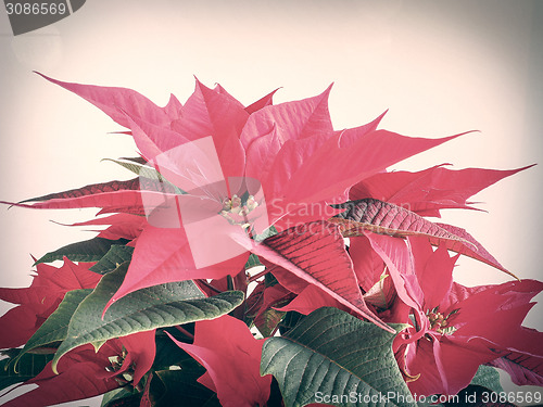 Image of Poinsettia Christmas star