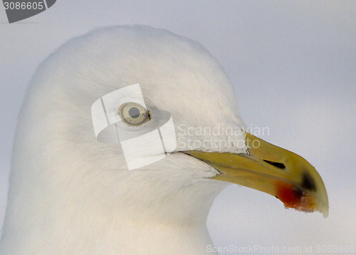 Image of Herring gull