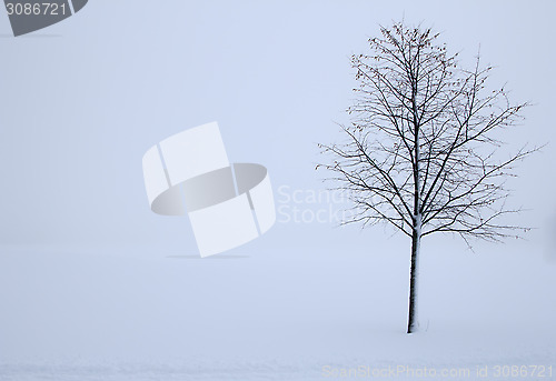 Image of tree in the winter
