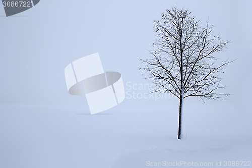 Image of tree in the winter